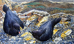 Ravens