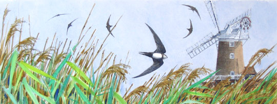 Alpine Swifts and Swifts