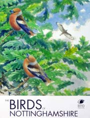 Red Backed Shrike