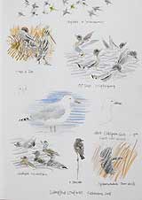 Lapland Buntings
