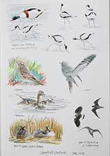 Ptarmigan