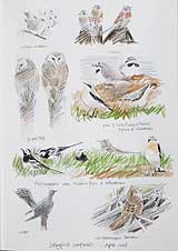 Sooty, Manx & Mediterranean Shearwater