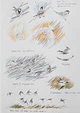 Storm Petrels, Razorbills, Guillemots & Puffin