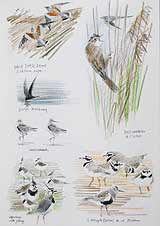 Black throated Divers