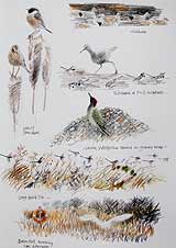 Garganey