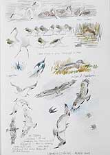 Bittern
