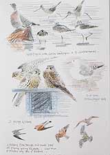 Bluethroat
