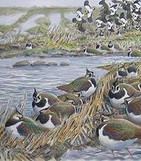 Lapwings