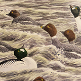 Leach's Petrels