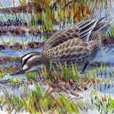 Garganey