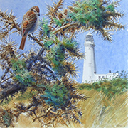 Red Backed Shrike